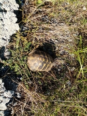 Testudo hermanni boettgeri
