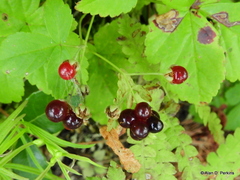 Rubus hispidus