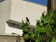 Tachyphonus coronatus