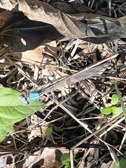 Argia apicalis