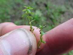 Callitriche palustris