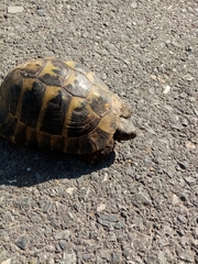 Testudo hermanni boettgeri