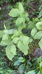 Ptelea trifoliata