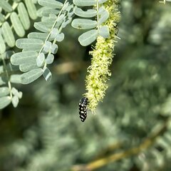 Acmaeodera gibbula