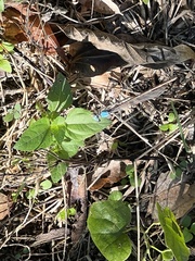 Argia apicalis