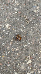 Graphosoma italicum italicum