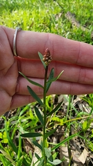 Stackhousia monogyna