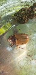 Pelidnota punctata
