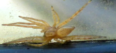 Hibana gracilis