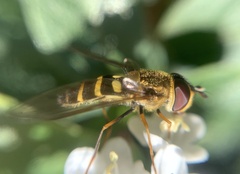 Syrphus