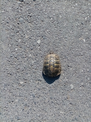 Testudo hermanni boettgeri