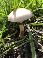 Psilocybe cubensis