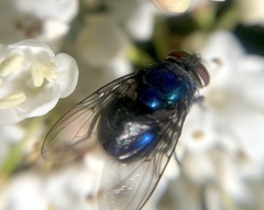 Lucilia eximia