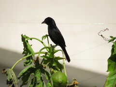 Tachyphonus coronatus