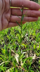 Stackhousia monogyna