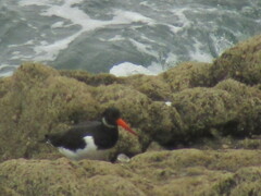 Haematopus ostralegus