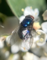 Lucilia eximia