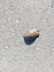 Testudo hermanni boettgeri