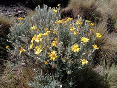 Senecio mairetianus