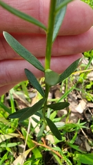 Stackhousia monogyna
