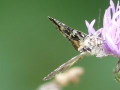 Syngrapha rectangula