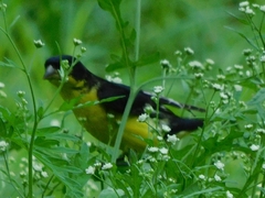 Spinus psaltria