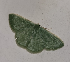 Phaiogramma faustinata