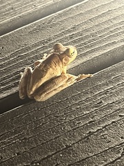 Osteopilus septentrionalis