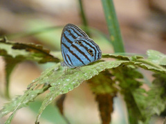 Cepheuptychia cephus