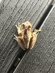 Osteopilus septentrionalis