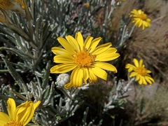 Senecio mairetianus