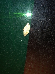 Camptogramma bilineata
