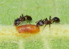 Temnothorax algiricus