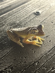 Osteopilus septentrionalis
