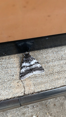 Catocala relicta