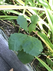 Quercus bicolor