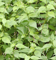 Persicaria posumbu