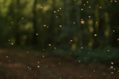 Tetragonisca fiebrigi