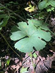 Sanguinaria canadensis