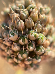 Allium sphaerocephalon