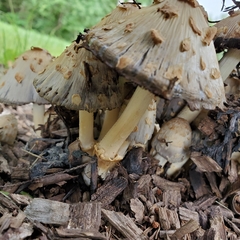 Coprinopsis variegata
