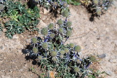 Eryngium bourgatii