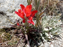 Castilleja scorzonerifolia