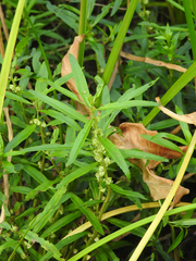 Proserpinaca palustris