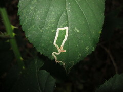 Stigmella aurella