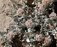 Eriogonum pauciflorum