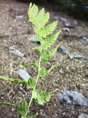 Dryopteris cristata