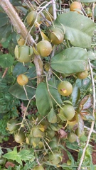 Pereskia aculeata
