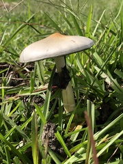 Psilocybe cubensis