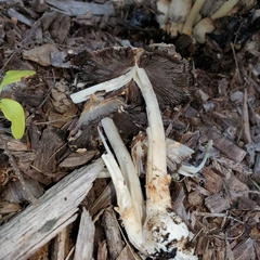 Coprinopsis variegata